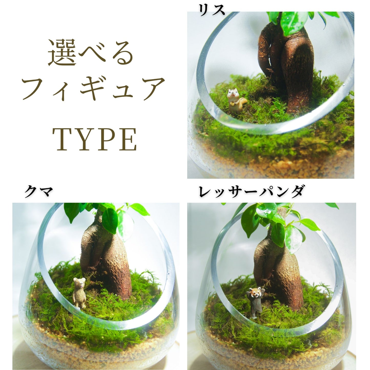 ＼送料無料／ガジュマルのオープンテラリウム《インテリア苔テラリウム・コケリウム》