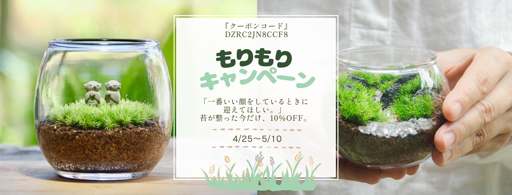 苔テラリウム専門店-苔むすび OnlineShop