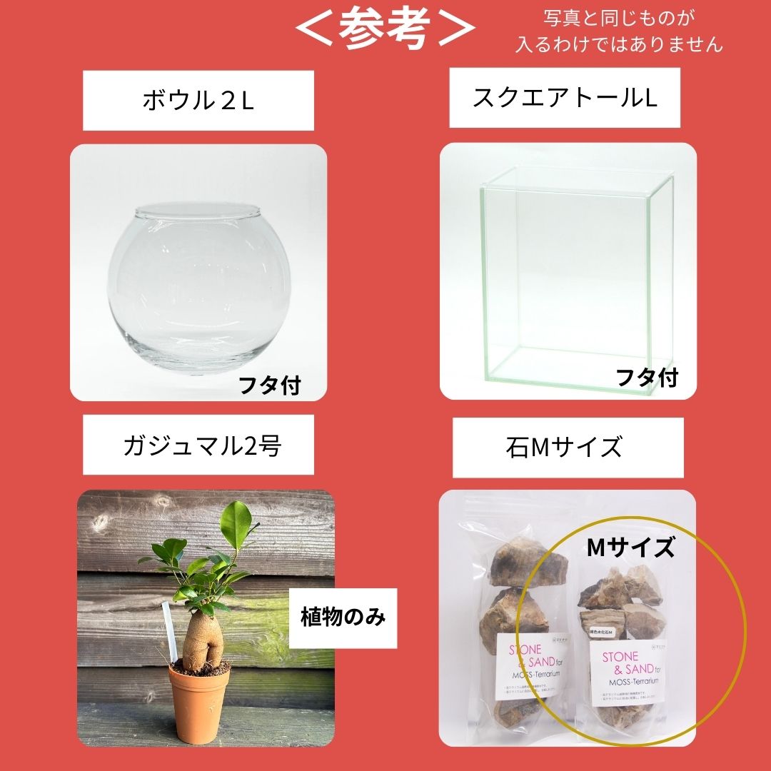 【数量限定】2026年新春福袋（7,000円）育てる楽しみが全部入った♪ガジュマル×苔テラリウム 満足セット福袋