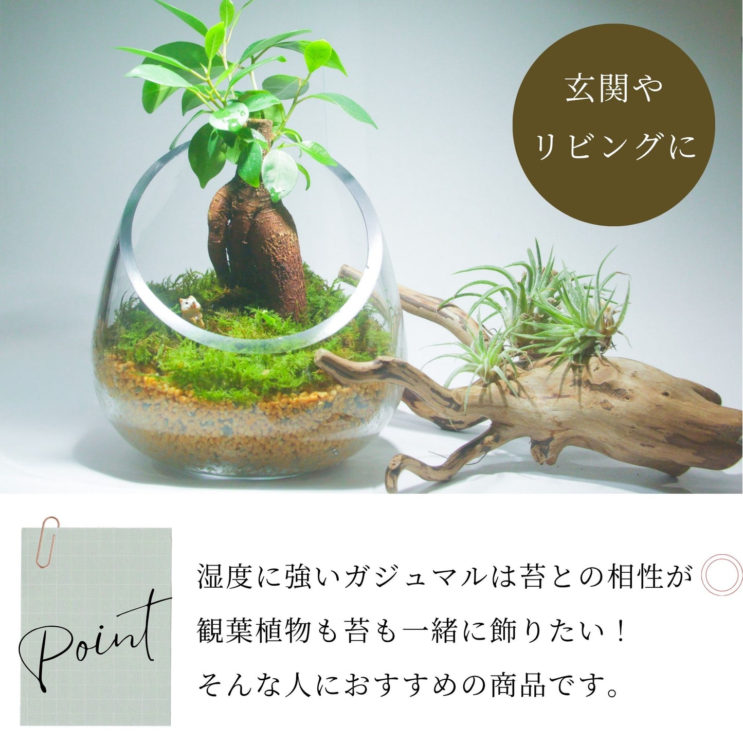 ＼送料無料／ガジュマルのオープンテラリウム《インテリア苔テラリウム・コケリウム》