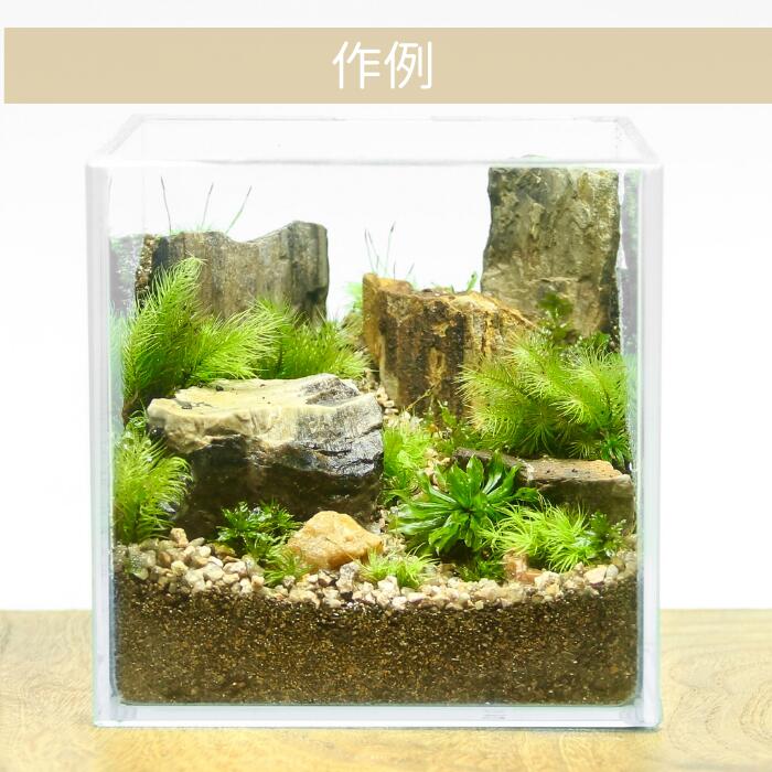 【スクエアボックス type】苔テラリウム制作キット《苔パック5種》