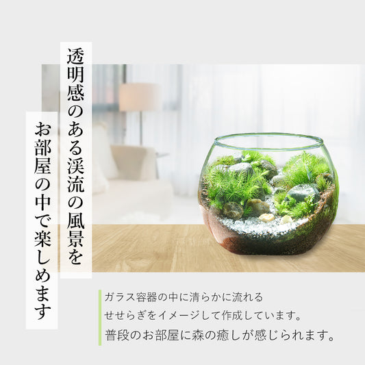 【渓流の風景　苔テラリウム制作キット】《苔パック4種》