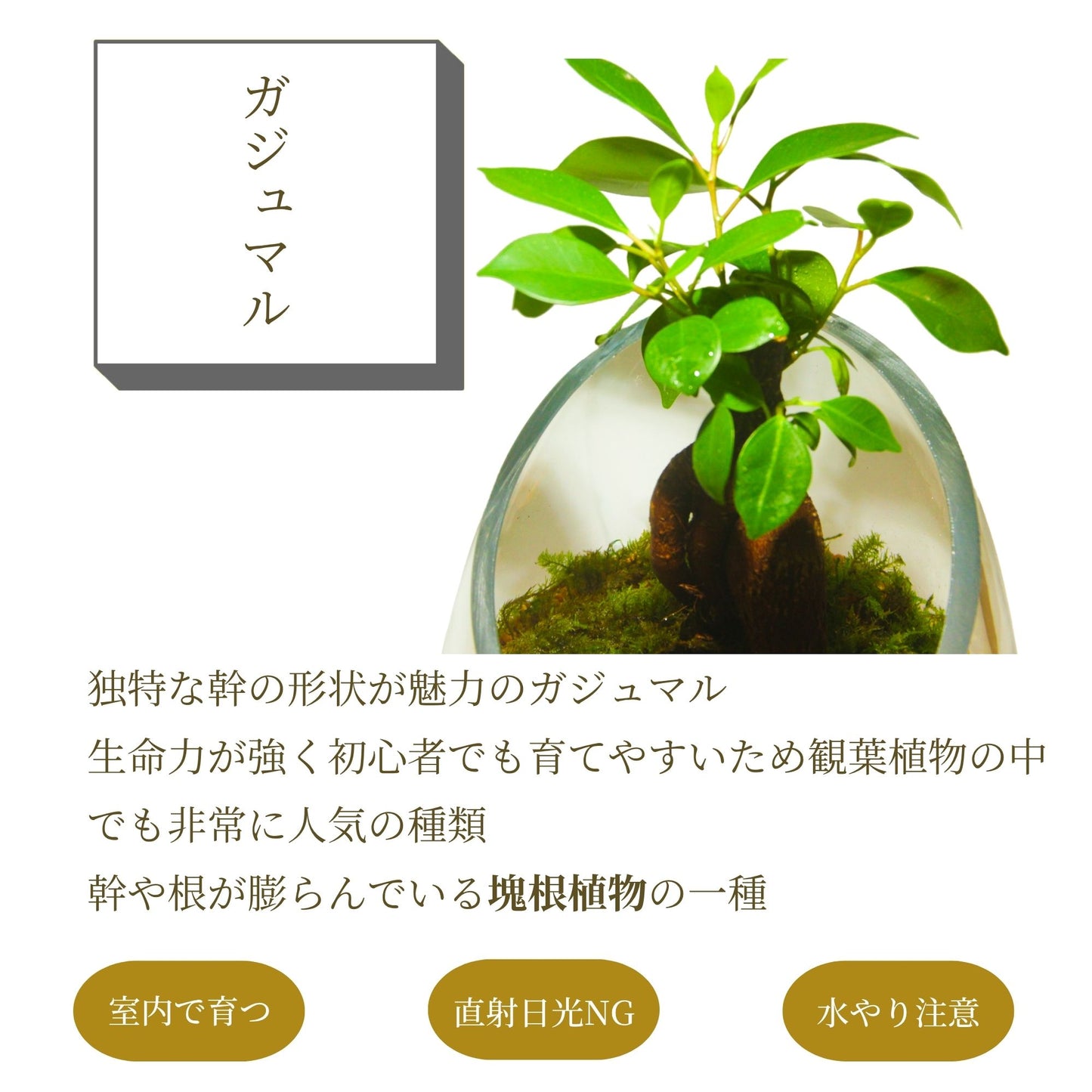 ＼送料無料／ガジュマルのオープンテラリウム《インテリア苔テラリウム・コケリウム》