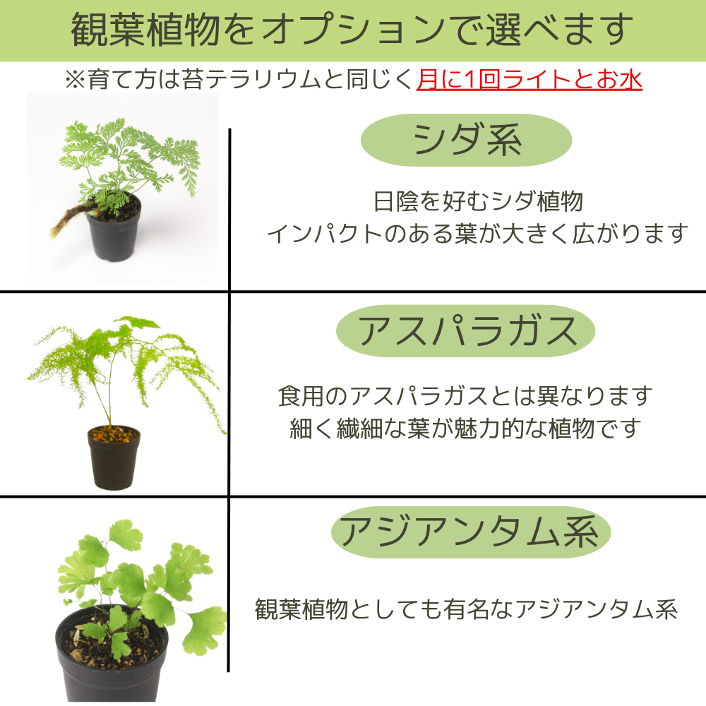 ＼送料無料／石が選べる【直径19㎝ 大型ボウル容器 苔テラリウム制作キット】《苔5種パック＋苔１種》