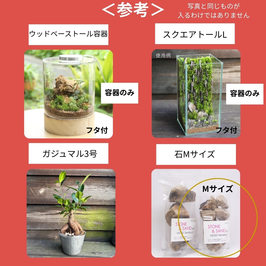 【数量限定】2026年新春福袋（12,000円）育てる楽しみが全部入った♪ガジュマル×苔テラリウム 満足セット福袋