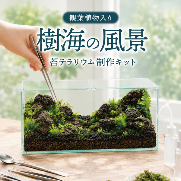＼観葉植物入り／樹海の風景　苔テラリウム制作キット（幅20センチ×奥行10センチ×高さ10センチ）
