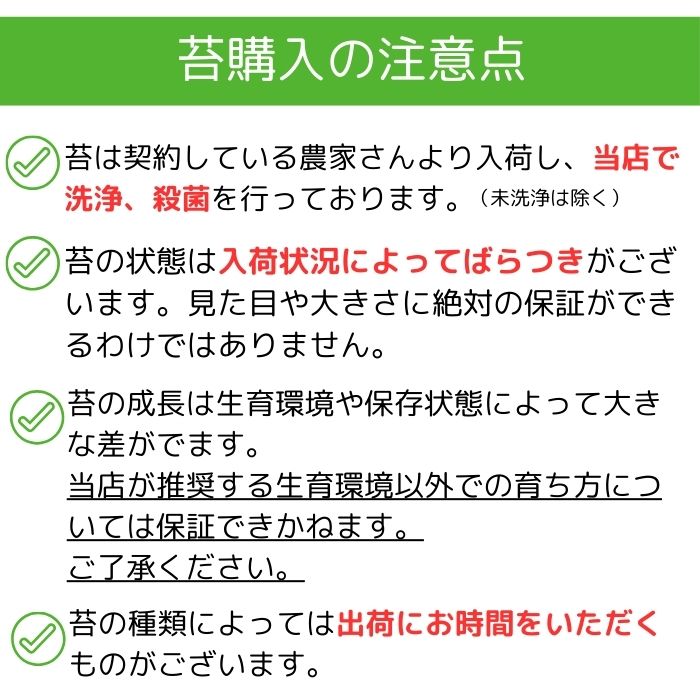 苔パック4種盛《苔テラリウム・コケリウム用生苔》