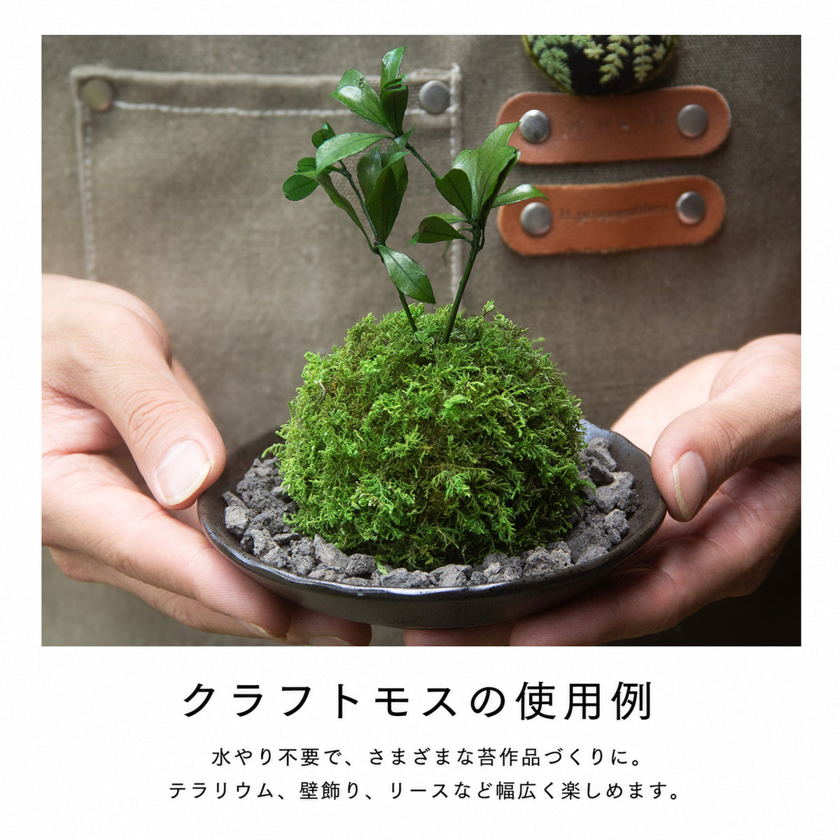 シノブゴケ 《クラフトモス》 シート 小袋