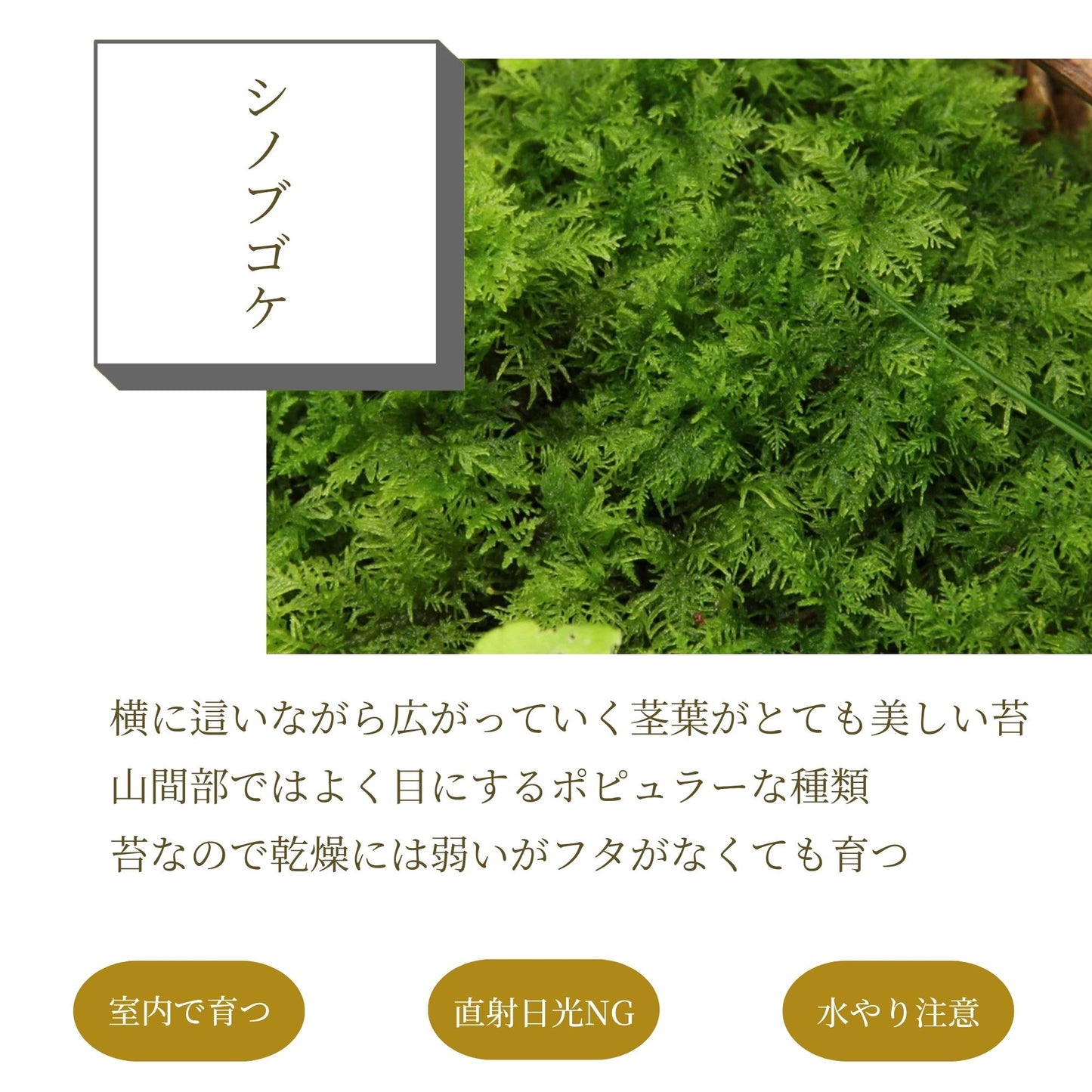 ＼送料無料／ガジュマルのオープンテラリウム《インテリア苔テラリウム・コケリウム》