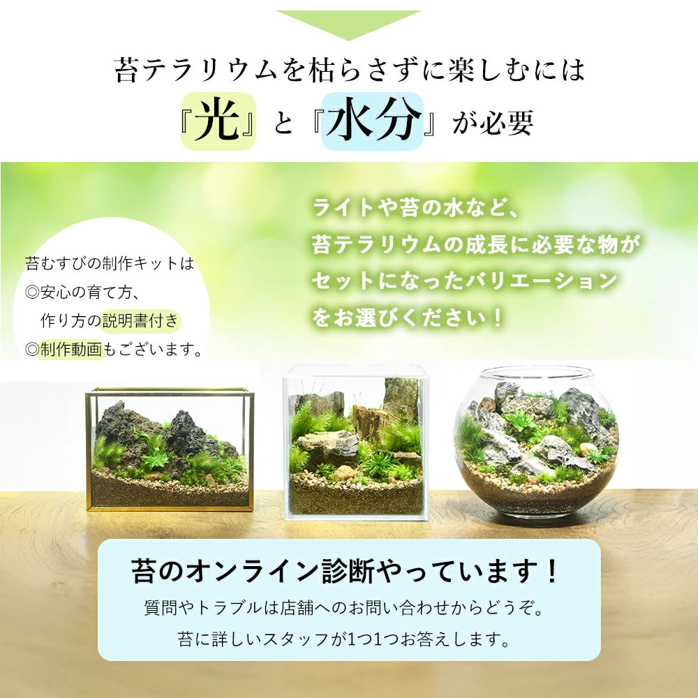【ボウル2L type】苔テラリウム制作キット《苔パック5種》