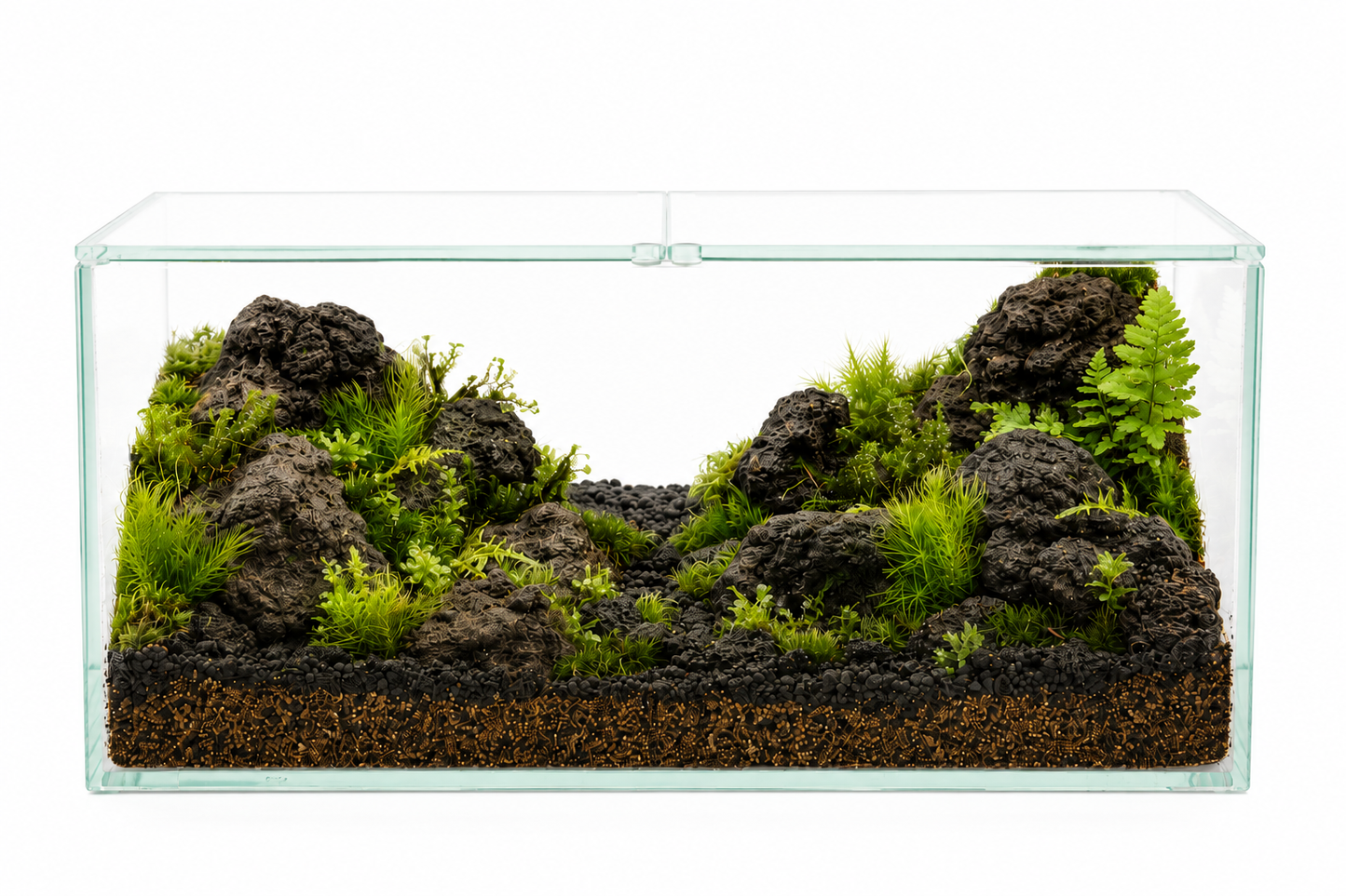 ＼観葉植物入り／樹海の風景　苔テラリウム制作キット（幅20センチ×奥行10センチ×高さ10センチ）