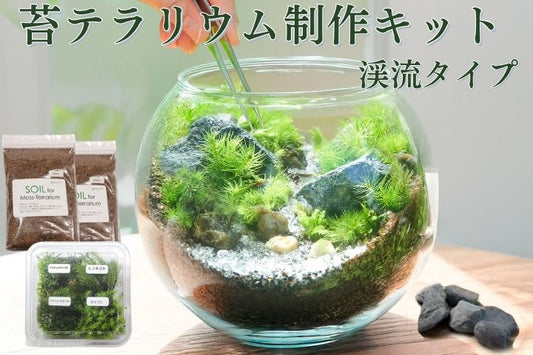 【渓流の風景　苔テラリウム制作キット】《苔パック4種》