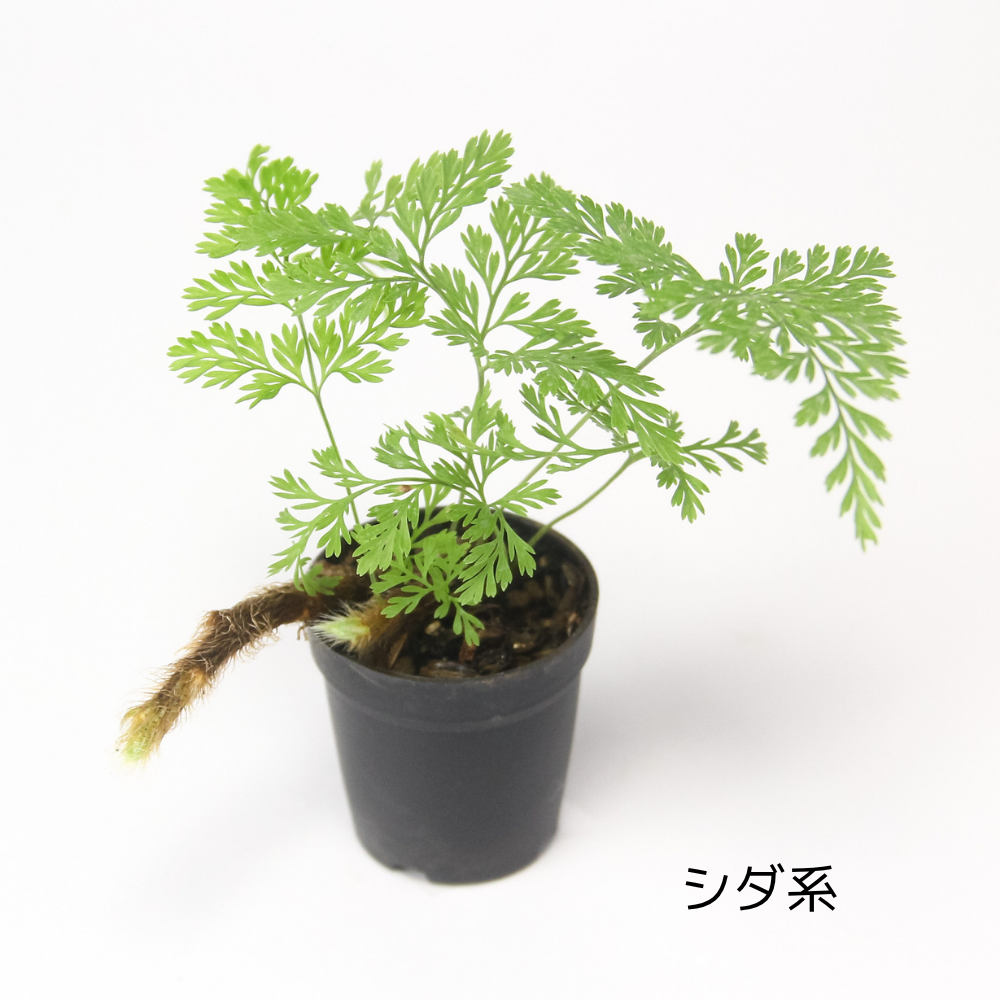 ＼送料無料／石が選べる【直径19㎝ 大型ボウル容器 苔テラリウム制作キット】《苔5種パック＋苔１種》