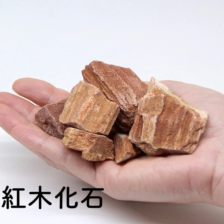【ボウル2L type】苔テラリウム制作キット《苔パック5種》