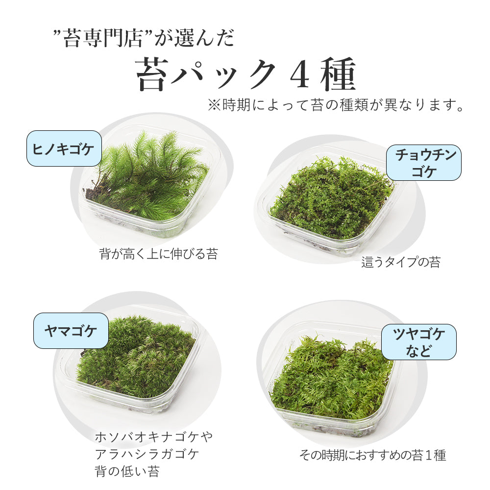 渓流の風景 苔テラリウム制作キット《苔パック4種》 – 苔むすび