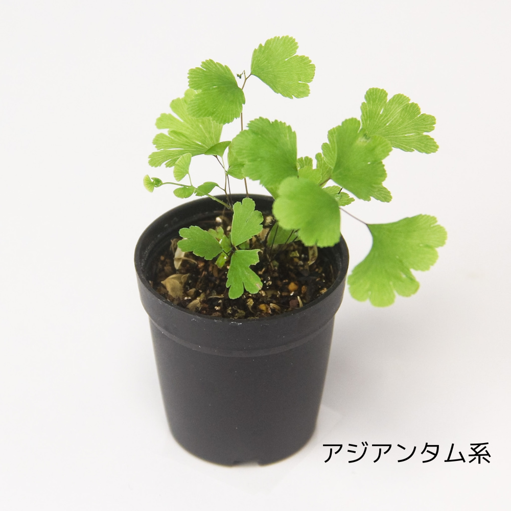 送料無料／石が選べる【直径19㎝ 大型ボウル容器 苔テラリウム制作