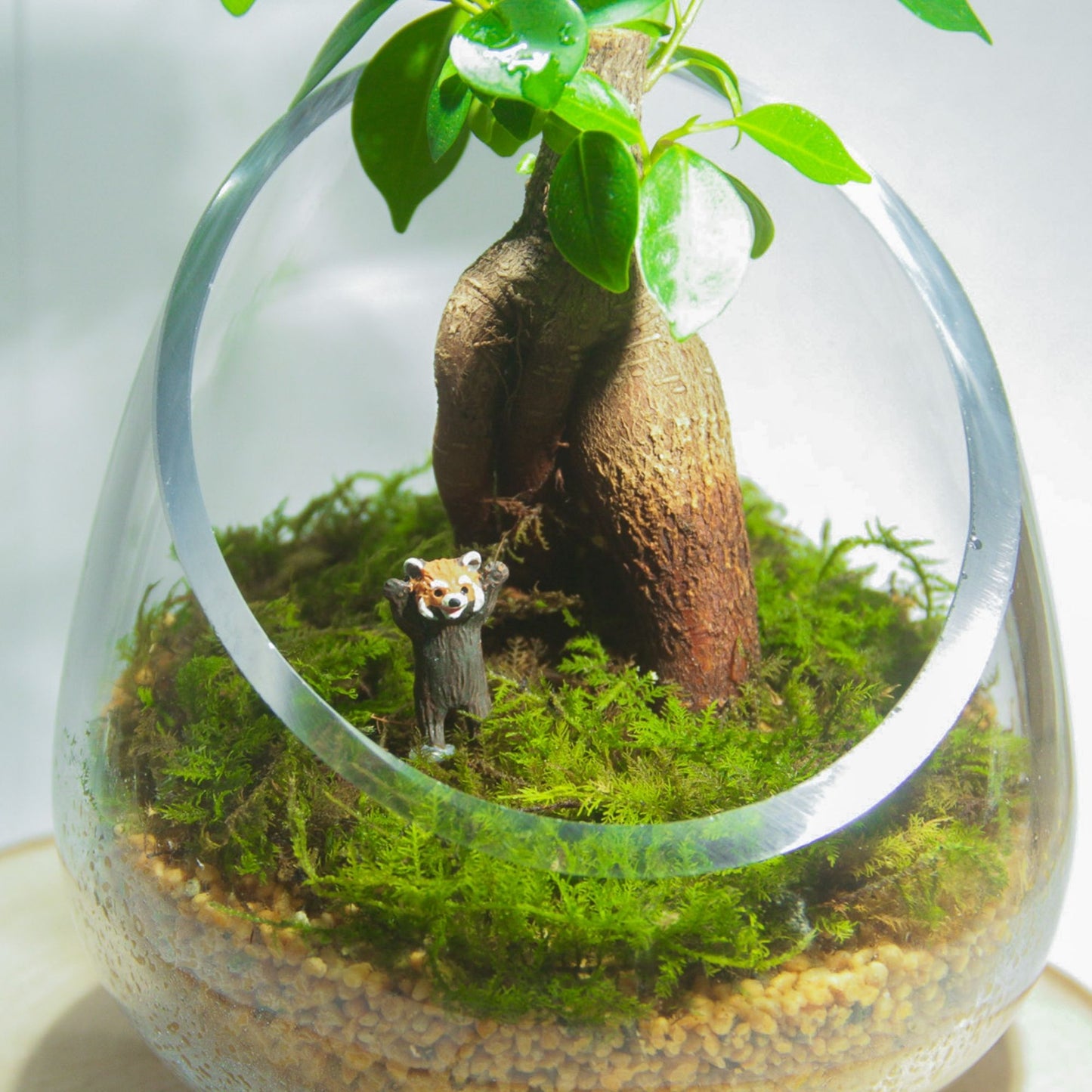 ＼送料無料／ガジュマルのオープンテラリウム《インテリア苔テラリウム・コケリウム》