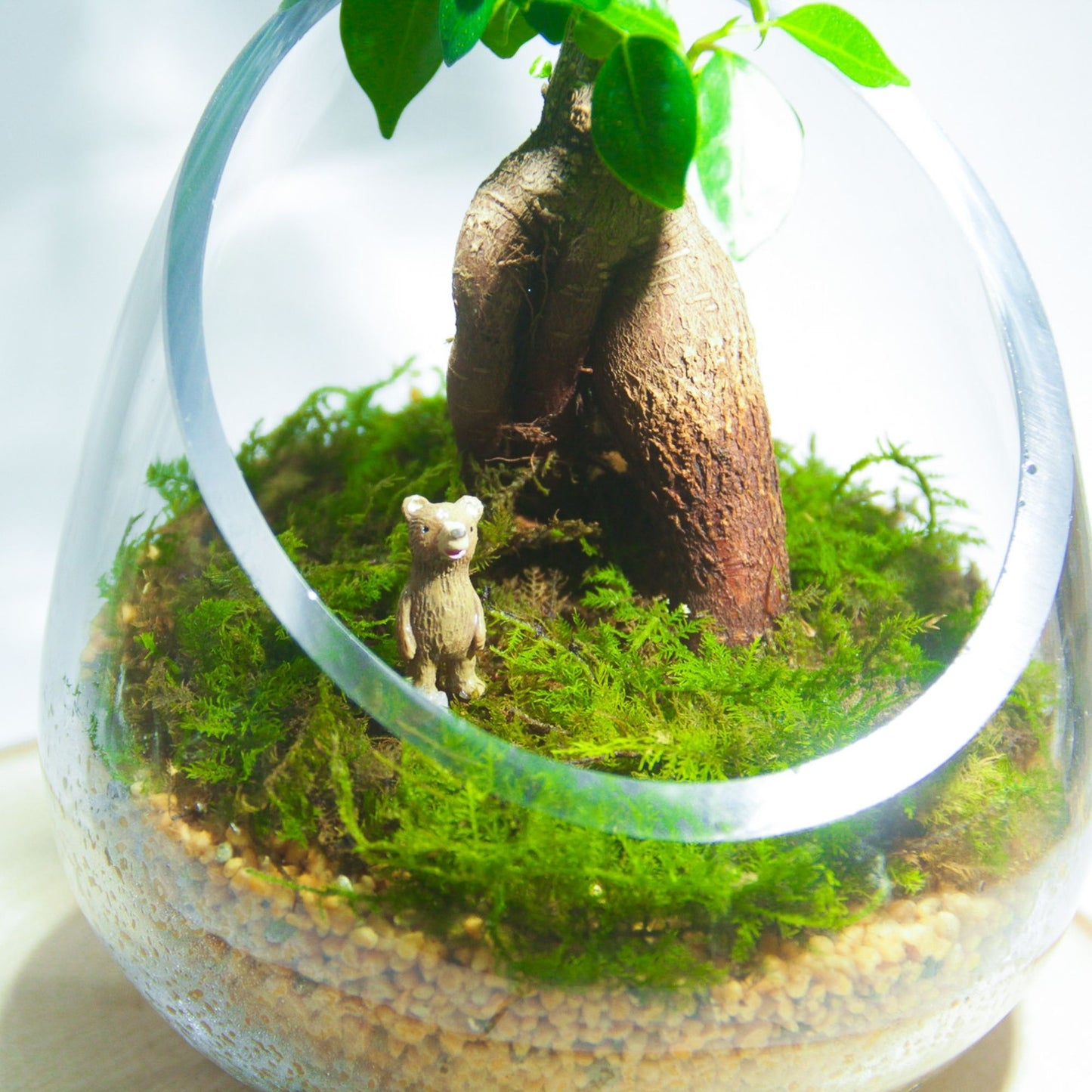 ＼送料無料／ガジュマルのオープンテラリウム《インテリア苔テラリウム・コケリウム》