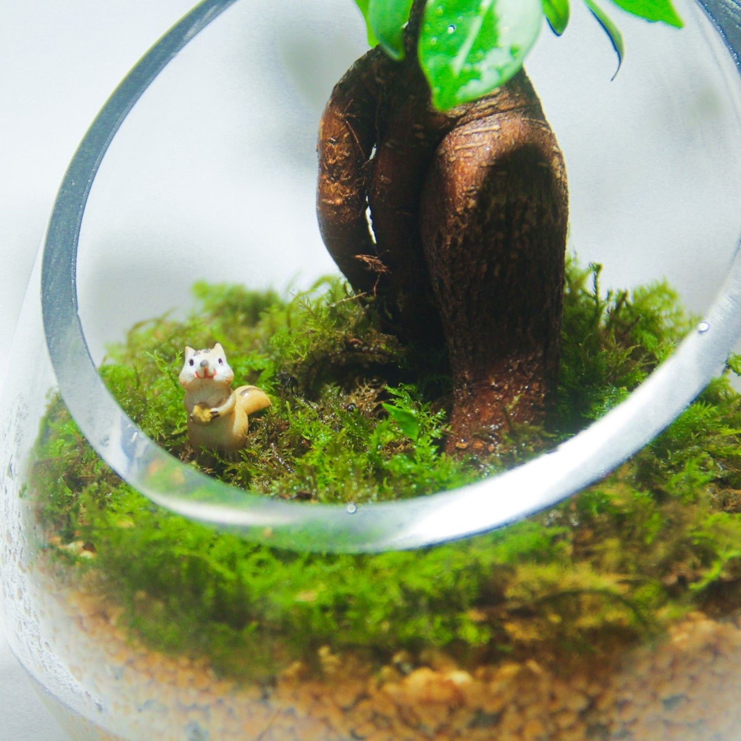＼送料無料／ガジュマルのオープンテラリウム《インテリア苔テラリウム・コケリウム》