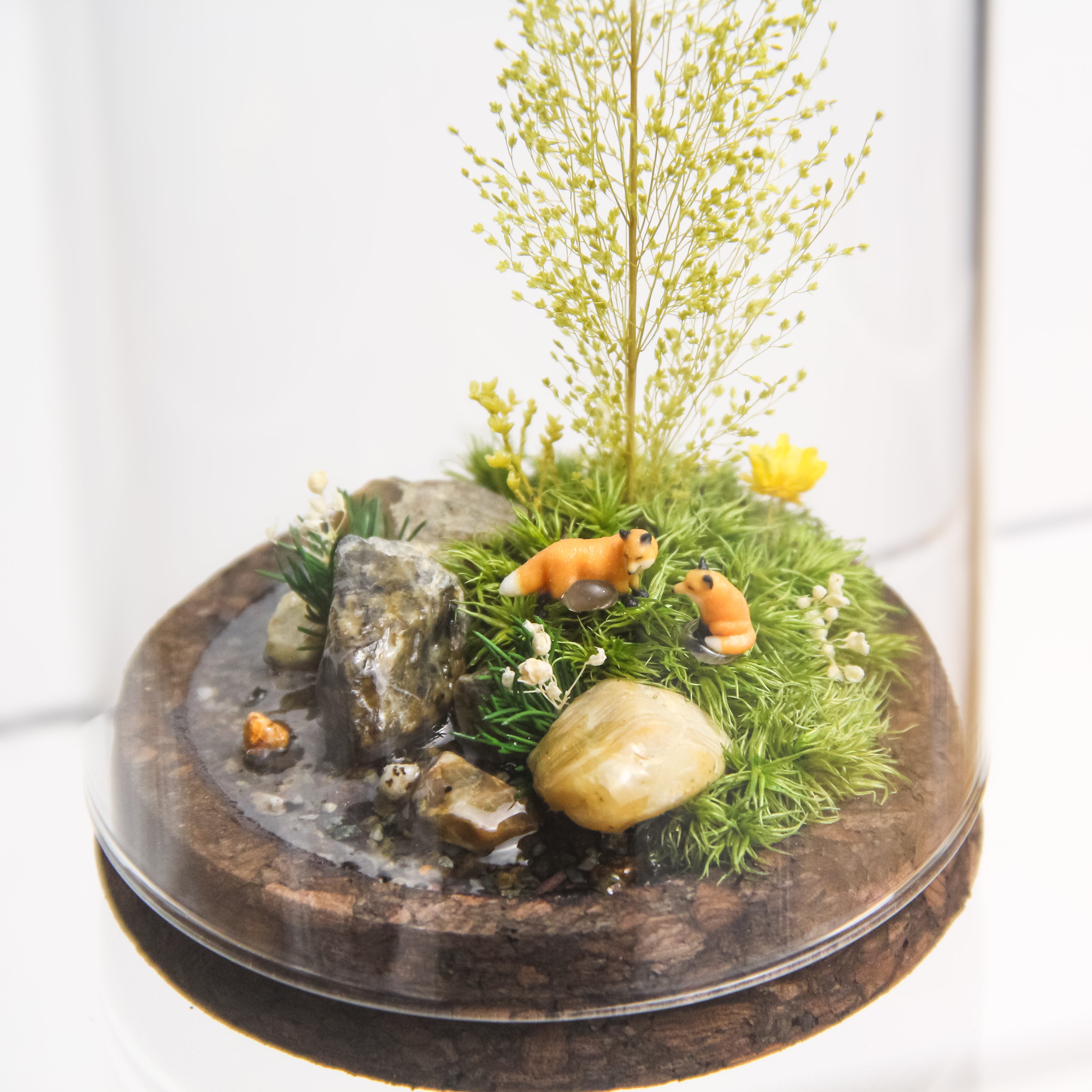 teru3　コケ各種7パレット　他ヒノキゴケL、2パック Amazon.com: HIGH GODO Cherry Blossom Bonsai Tree Micro