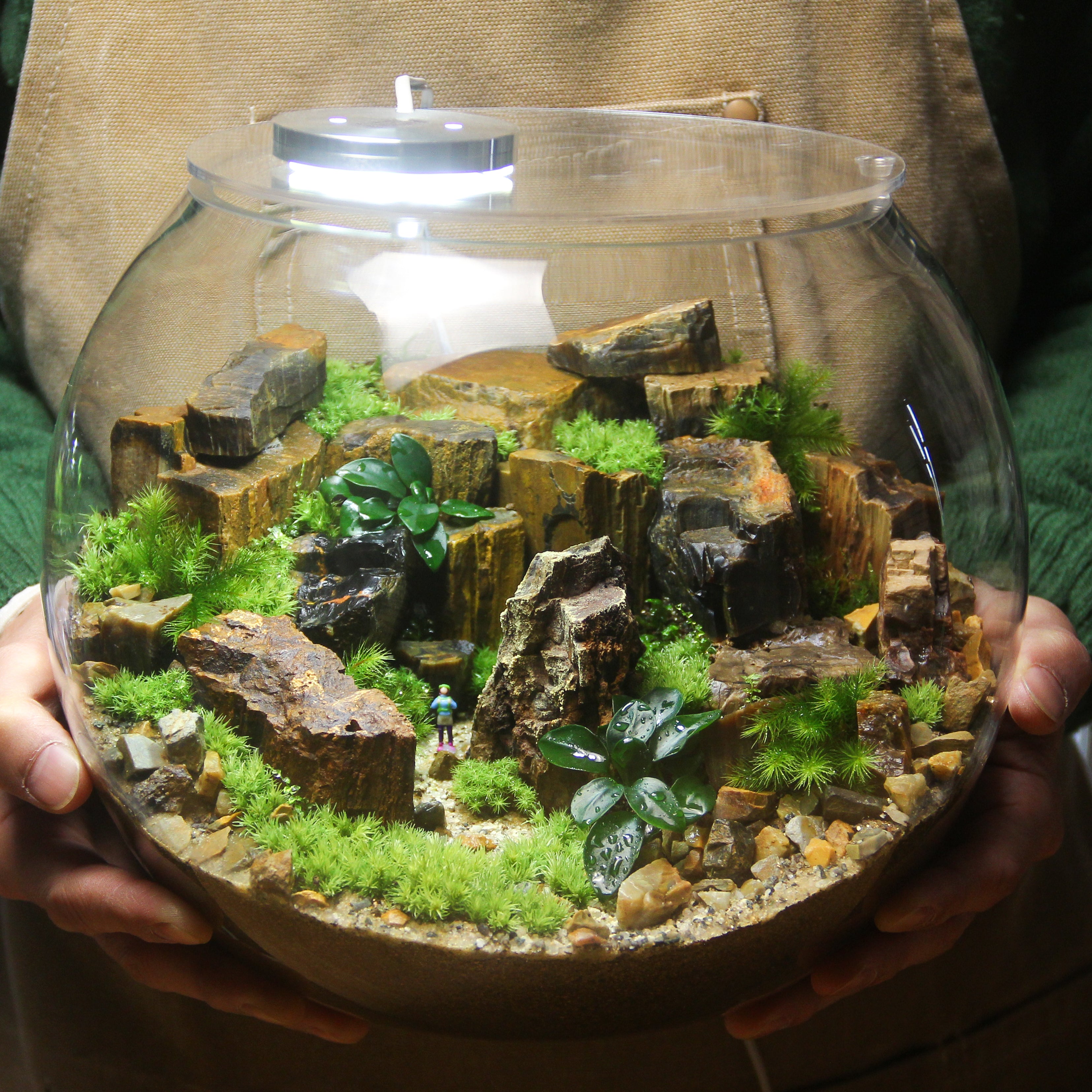 こけむすび 苔むすび-プレミアム限定作品-