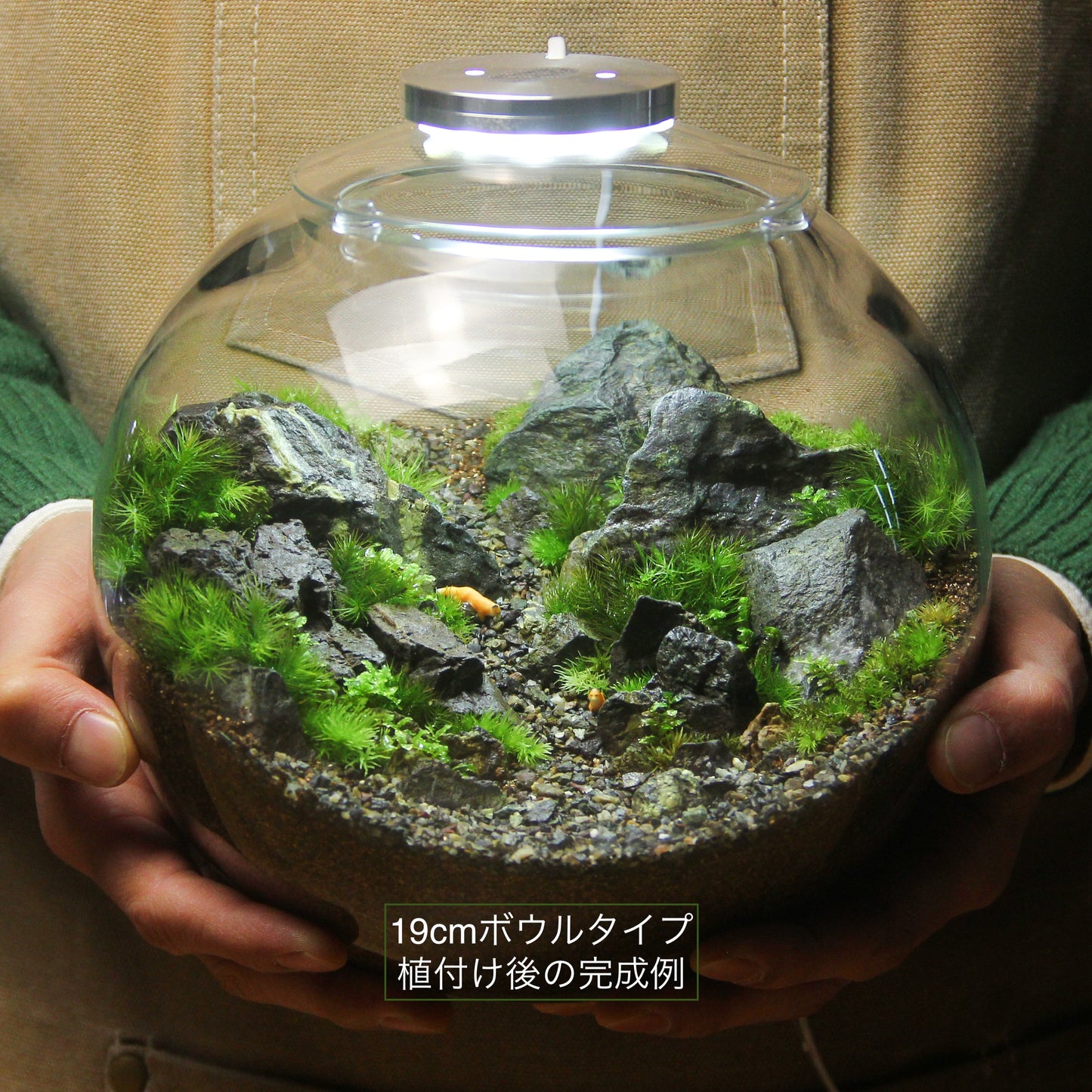 【数量限定】2025年新春福袋（苔植えるだけキット）