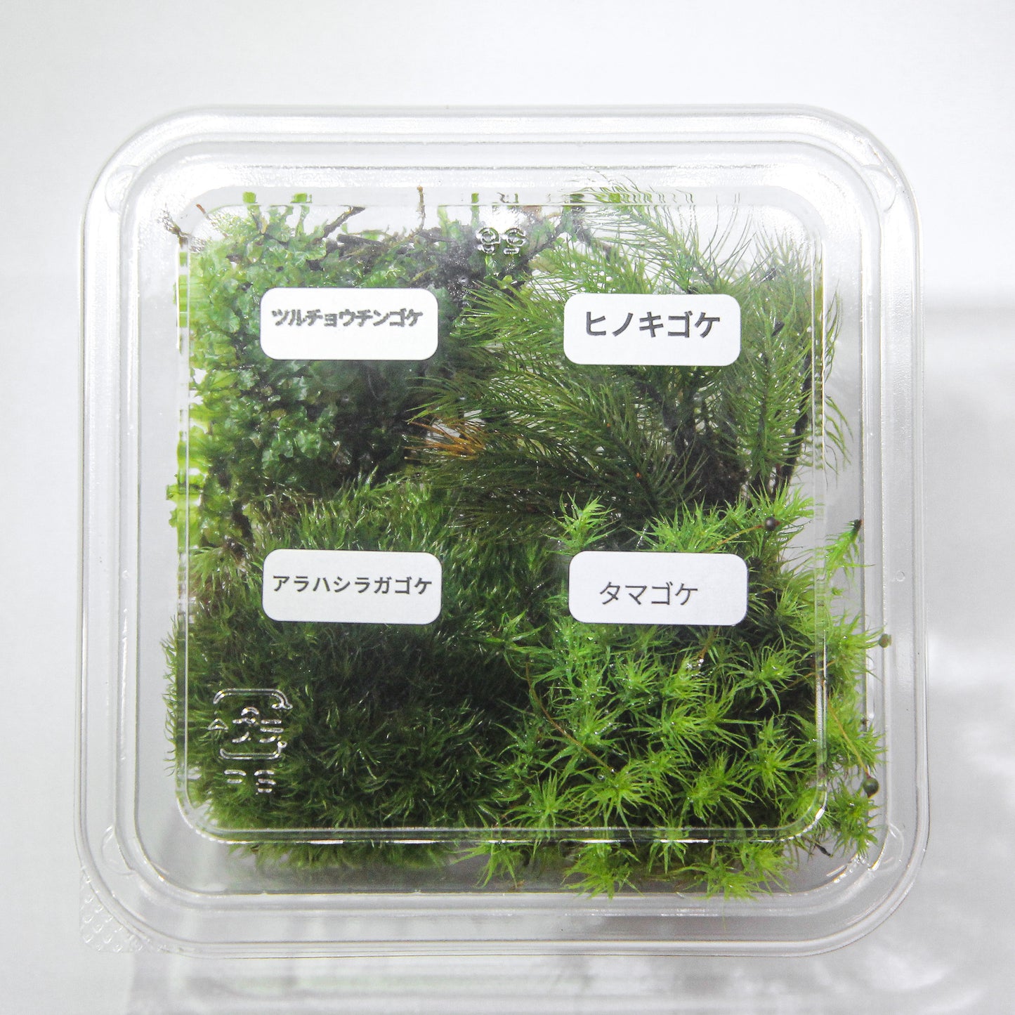 【渓流の風景　苔テラリウム制作キット】《苔パック4種》