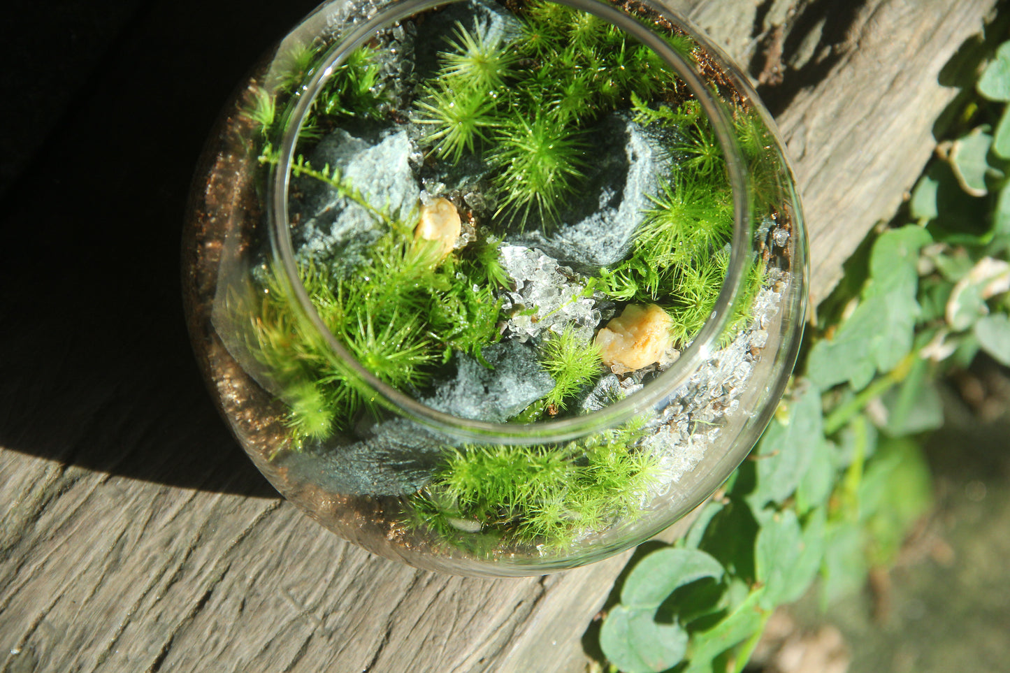 【渓流の風景　苔テラリウム制作キット】《苔パック4種》