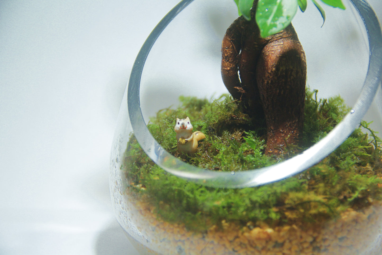 ＼送料無料／ガジュマルのオープンテラリウム《インテリア苔テラリウム・コケリウム》