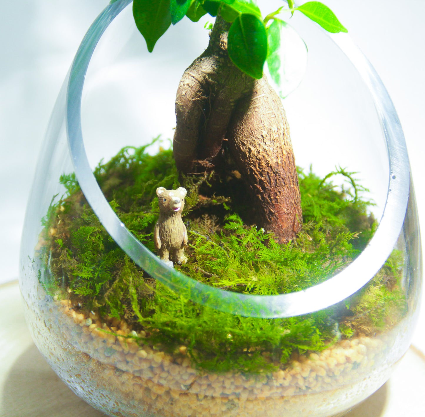 ＼送料無料／ガジュマルのオープンテラリウム《インテリア苔テラリウム・コケリウム》