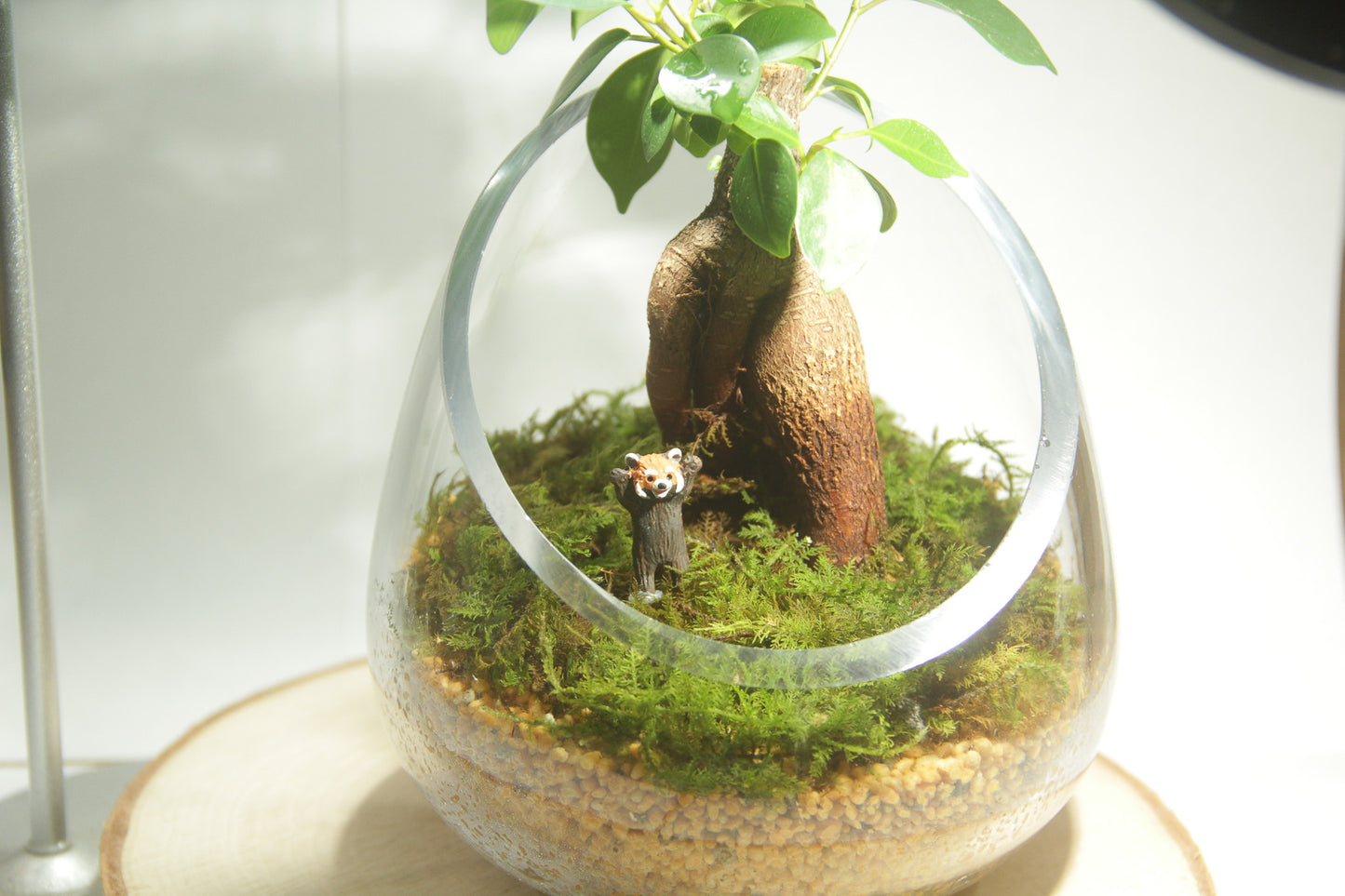 ＼送料無料／ガジュマルのオープンテラリウム《インテリア苔テラリウム・コケリウム》