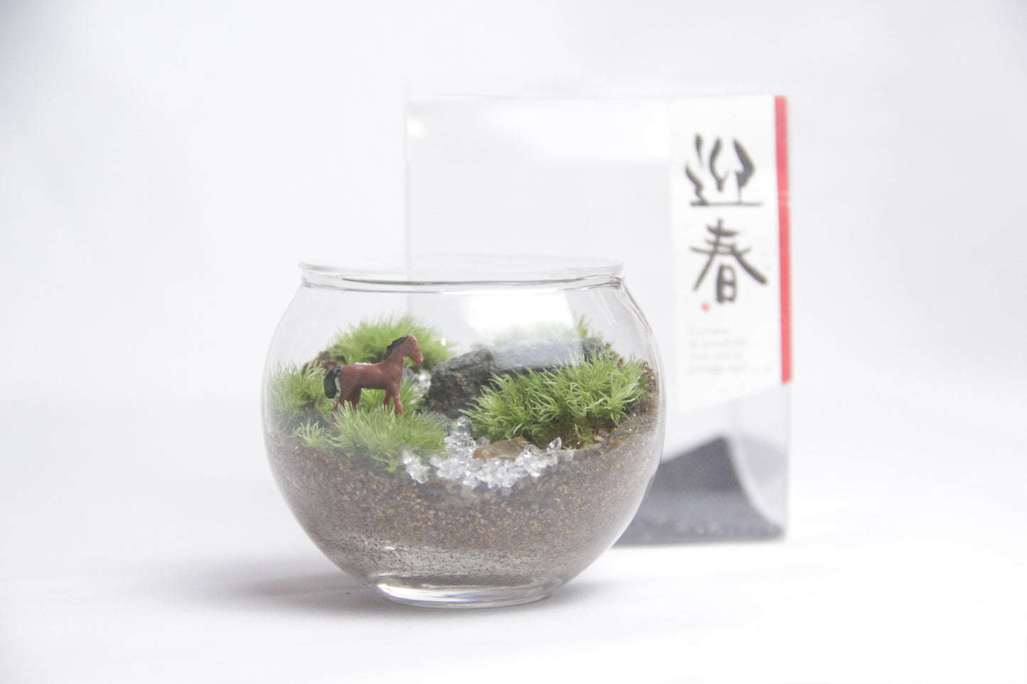 《迎春》苔テラリウム「駆（うま）」＼送料無料／