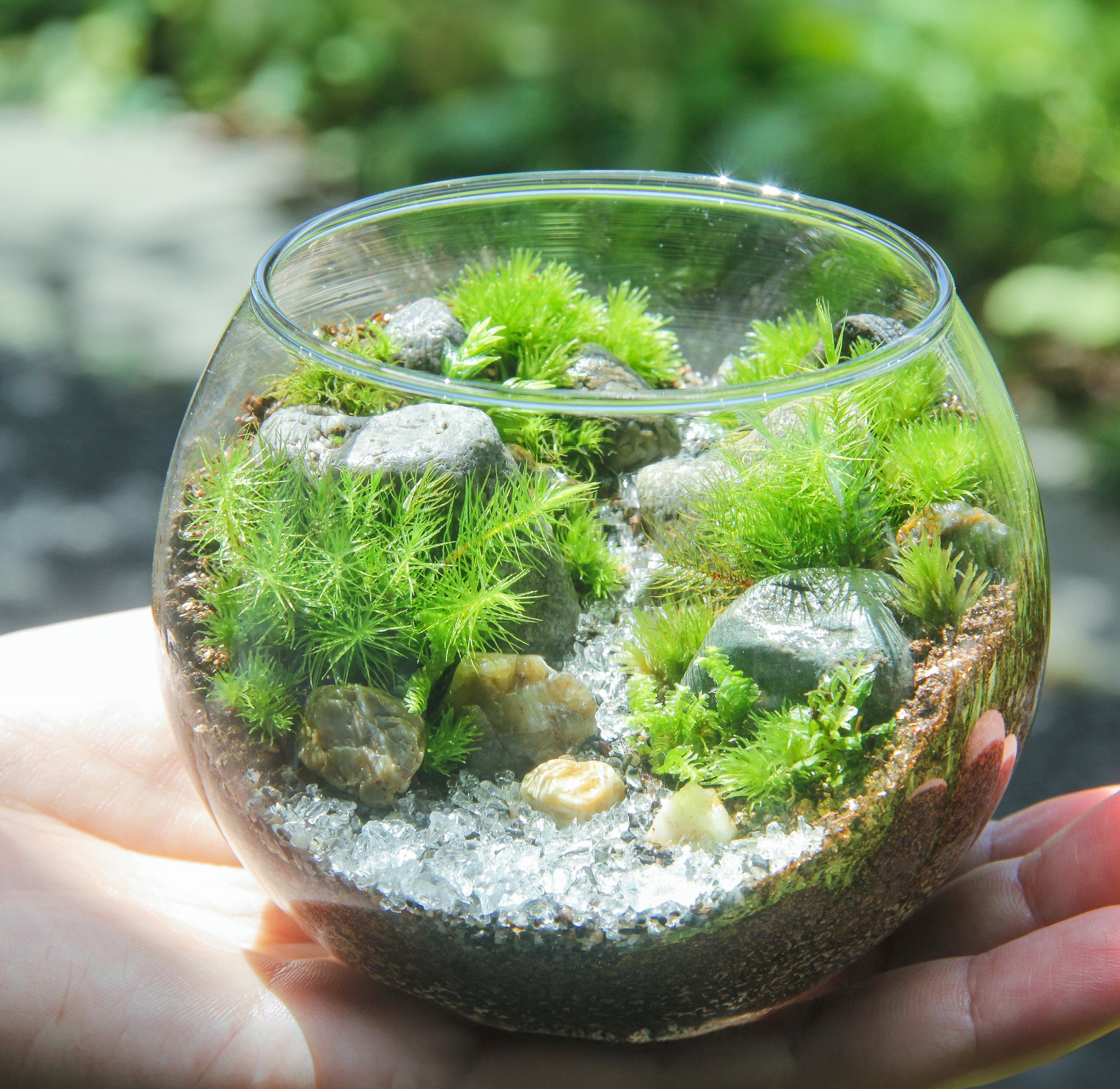 【渓流 type】苔テラリウム制作キット（ツールなし）《苔テラリウム・コケリウム》