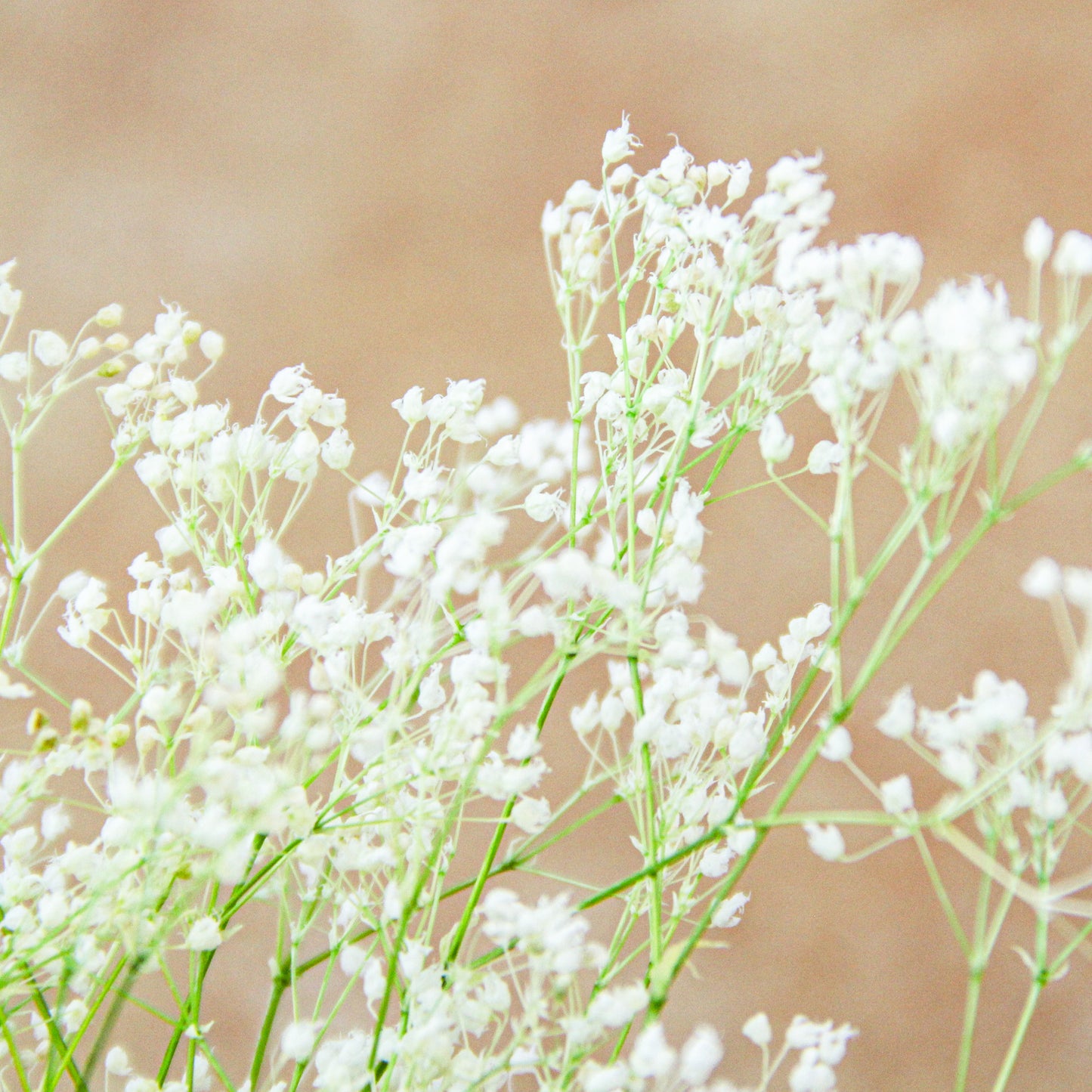 スーパーソフトミニカスミ草　ホワイト《プリザーブドフラワー・花材》
