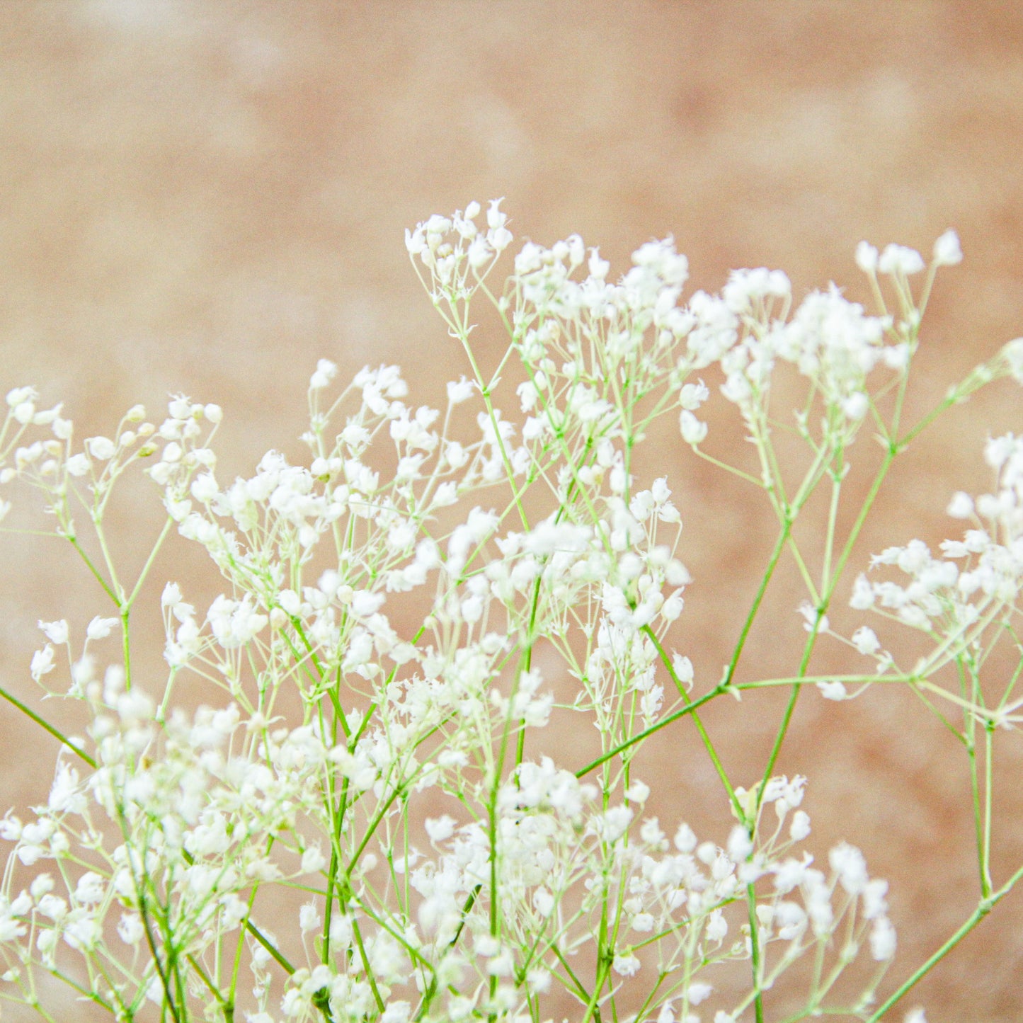 スーパーソフトミニカスミ草　ホワイト《プリザーブドフラワー・花材》