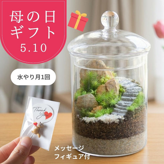 月1回のお水で育つ！ 母の日特別ラッピング [苔テラリウム完成品 Lキャニスター]