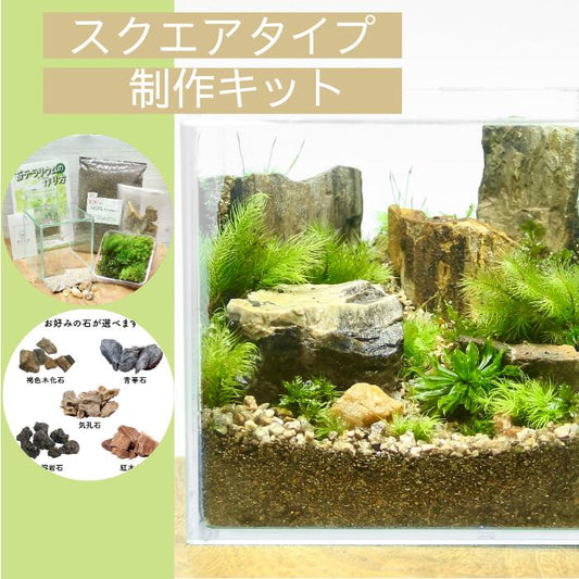 【スクエアボックス type】苔テラリウム制作キット《苔パック5種》