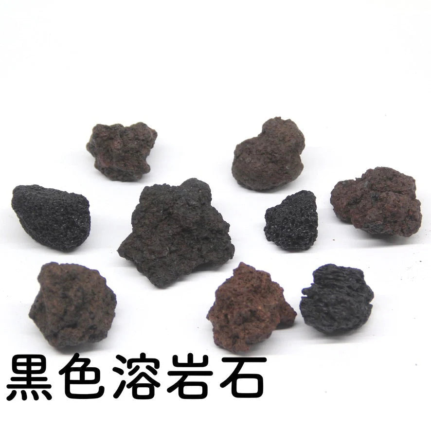 【ボウル2L type】苔テラリウム制作キット《苔パック5種》