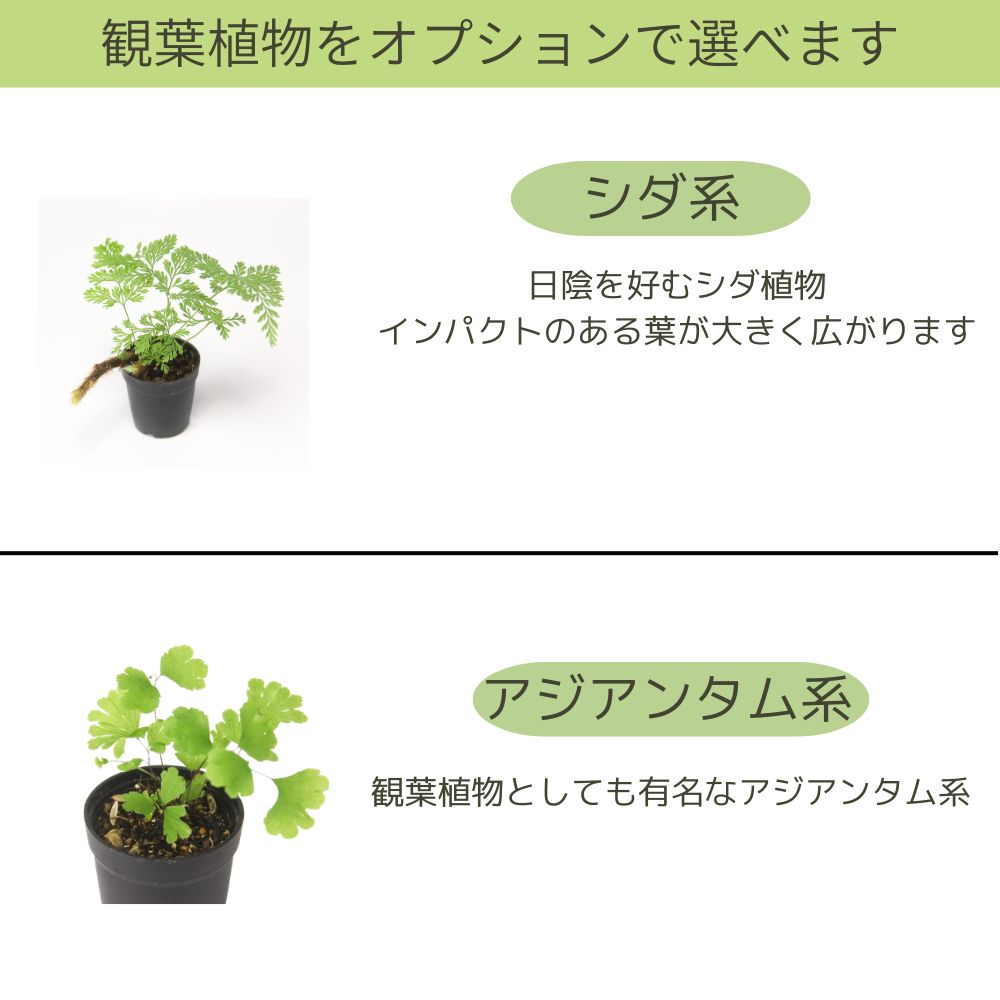 ＼観葉植物入り／樹海の風景　苔テラリウム制作キット（幅20センチ×奥行10センチ×高さ10センチ）