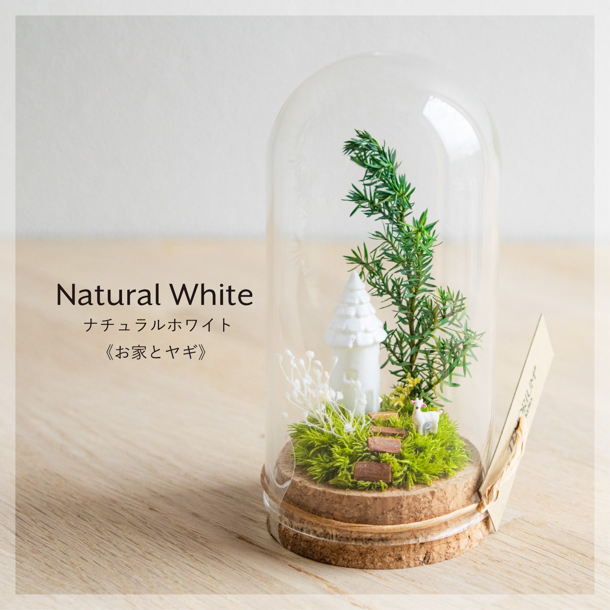 【受注生産】苔テラリウム MOSS CUBE Sサイズ（モスキューブS）コケリウム 苔リウム お家で
