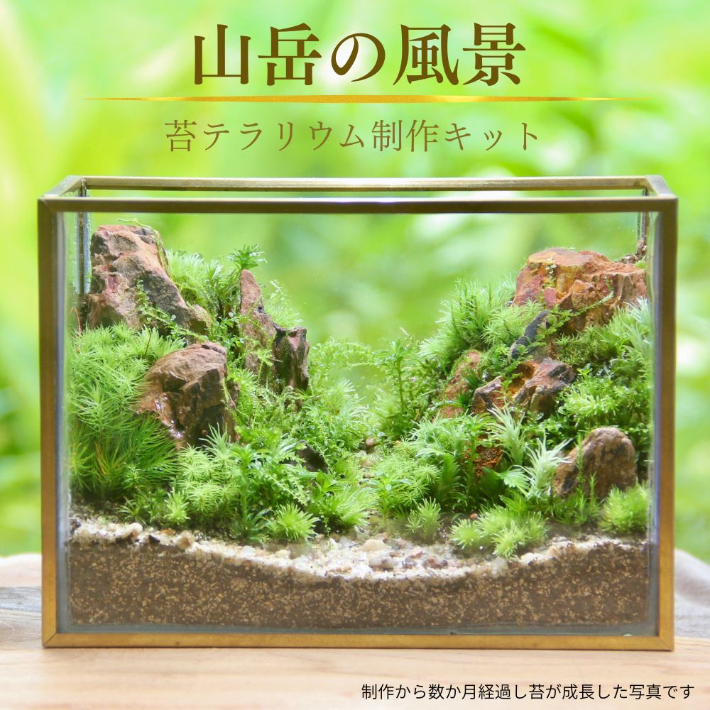 山岳の風景　苔テラリウム制作キット（幅14センチ×高さ10センチ×奥行7センチ）