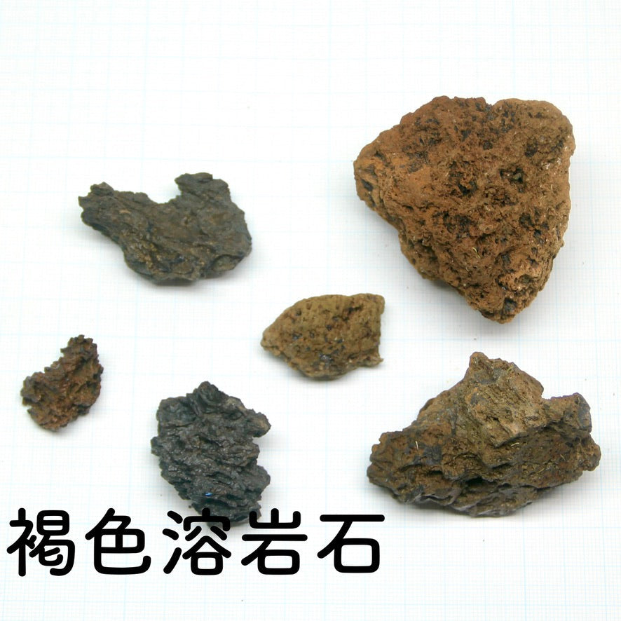 【バルーン type】苔テラリウム制作キット-《苔テラリウム・コケリウム》