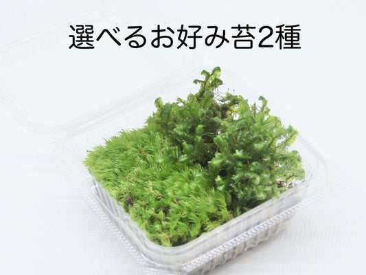 選べるお好み苔2種《苔テラリウム・コケリウム用生苔》