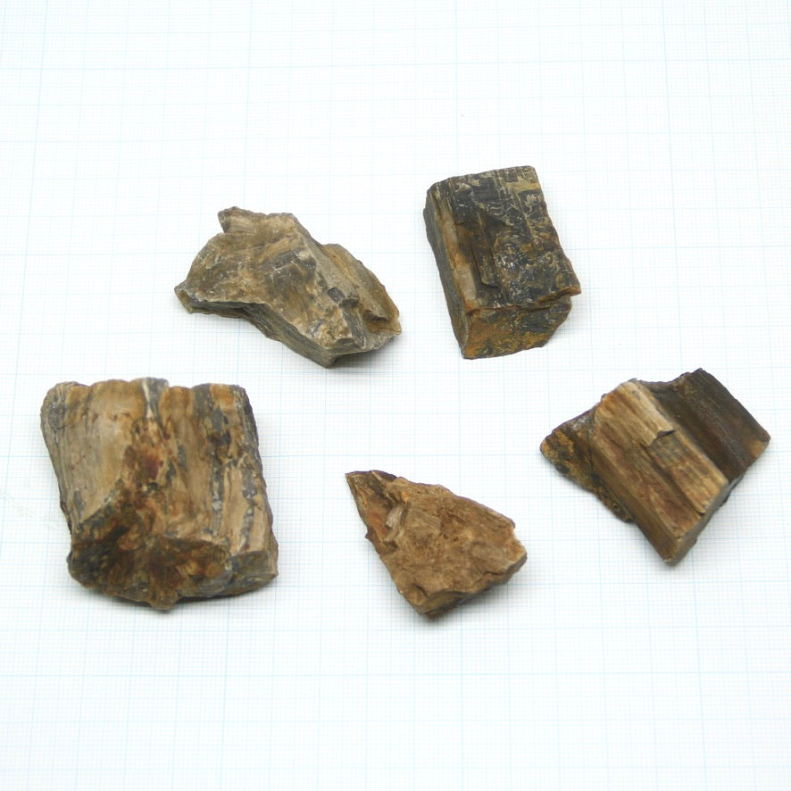 褐色木化石M（10-60mm）《苔テラリウム・コケリウム用》