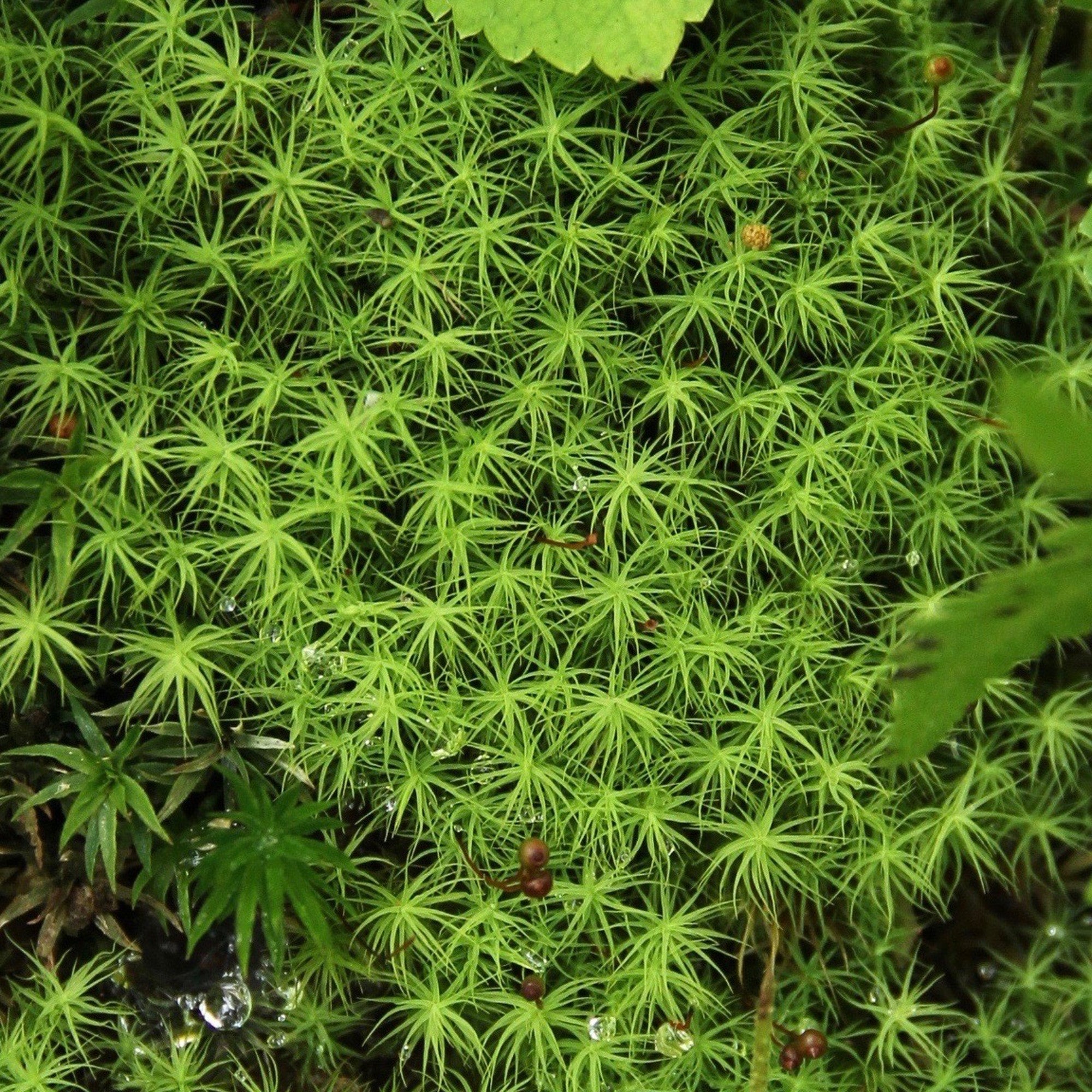 タマゴケ《苔テラリウム・コケリウム用生苔》 – 苔むすび